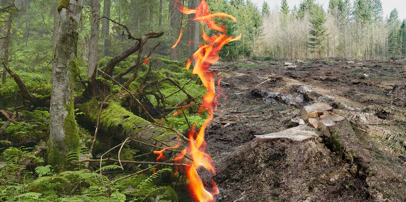 2020-10-01-thefab-petitie-de-eu-moet-bossen-beschermen-niet-verbranden-voor-energie